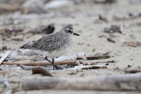 Black-bellied Plover