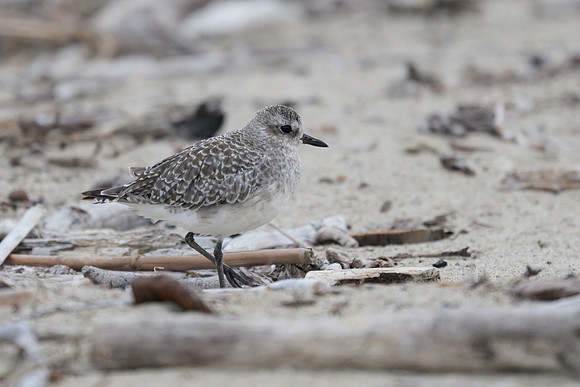 Black-bellied Plover