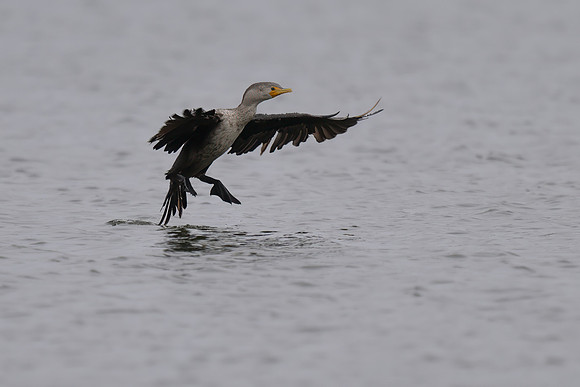 Double-crested Cormorant