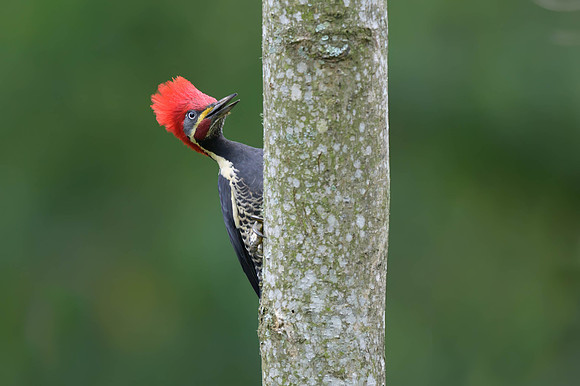 Lineated Woodpecker