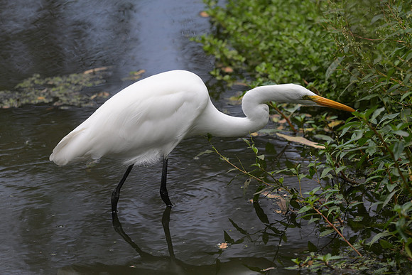 Great Egret