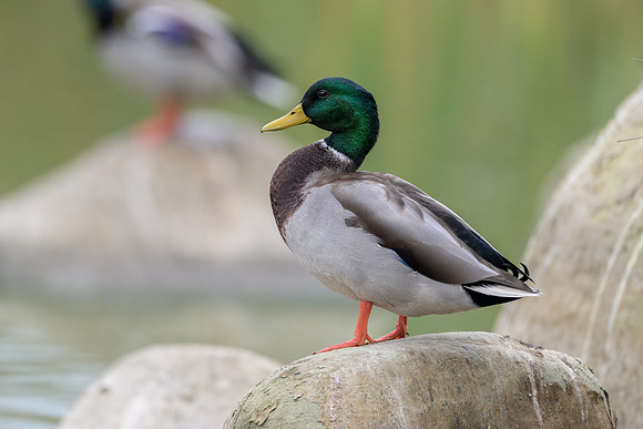 Mallard
