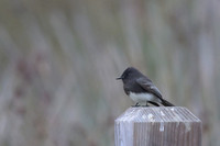 Black Phoebe