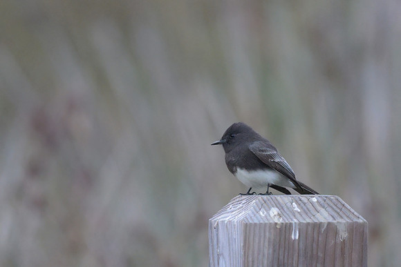 Black Phoebe