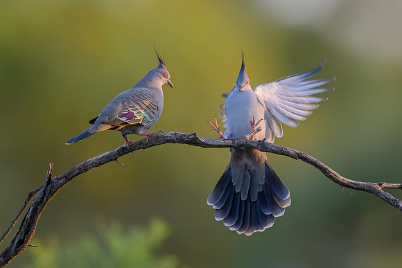Crested Pigeon