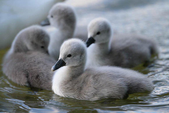 Mute Swan
