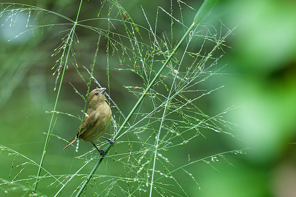 Black-and-white Seedeater