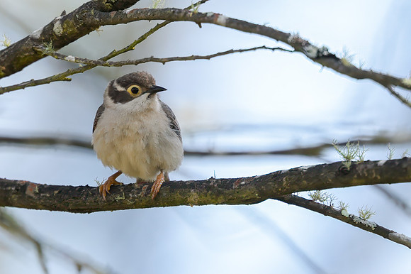 Brown-headed Honeyeater