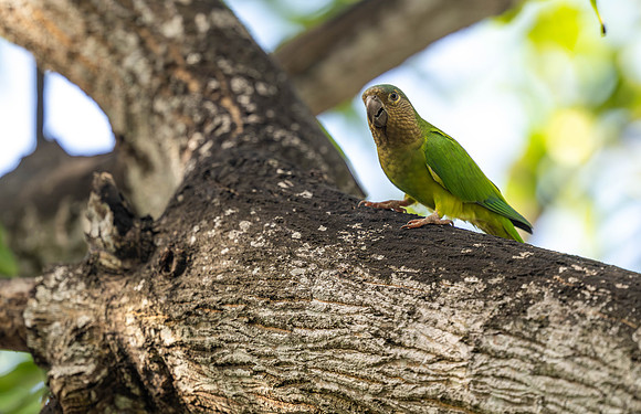 Brown-throated Parakeet