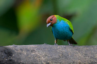 Bay-headed Tanager