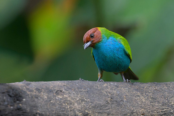 Bay-headed Tanager