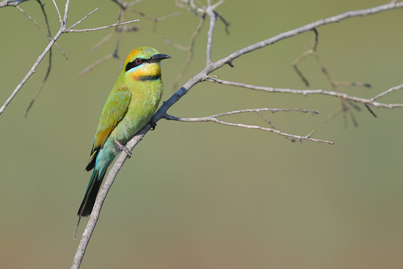 Rainbow Bee-eater