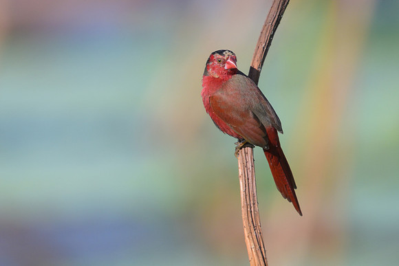 Crimson Finch