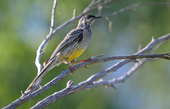 Red Wattlebird