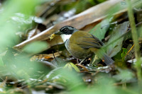 Sierra Nevada Brushfinch