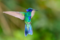 Sparkling Violetear
