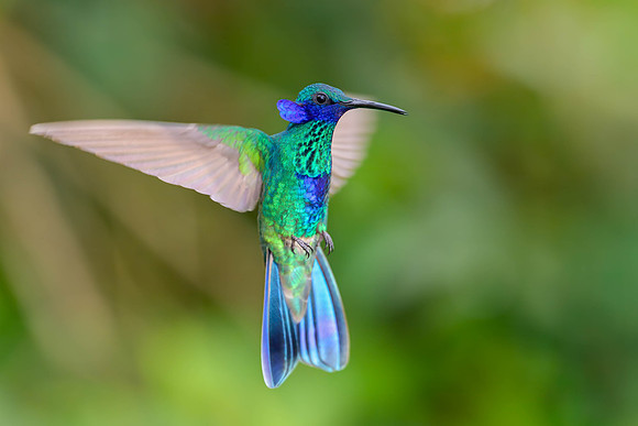 Sparkling Violetear