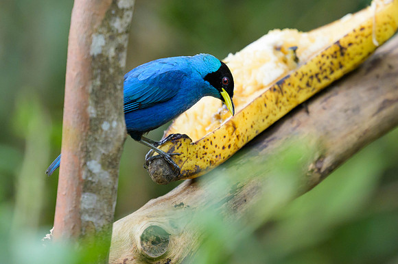 Green Honeycreeper