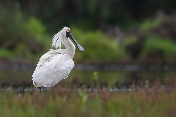 Royal Spoonbill