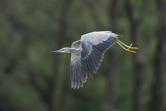 White-faced Heron
