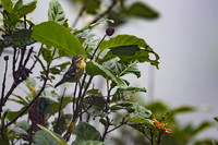 Blackburnian Warbler