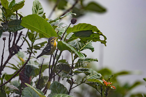 Blackburnian Warbler