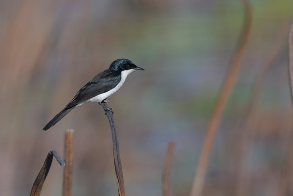 Paperbark Flycatcher