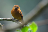 Cinnamon Flycatcher