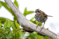Rufous-collared Sparrow