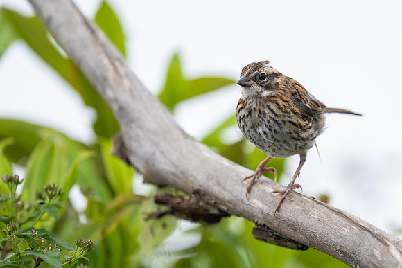 Rufous-collared Sparrow