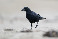 American Crow