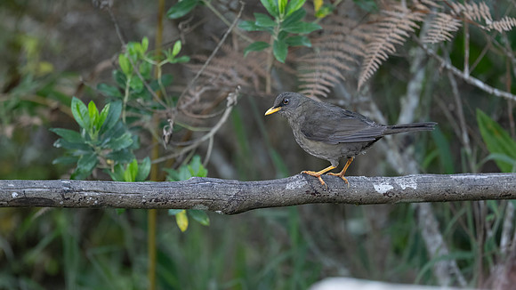Great Thrush