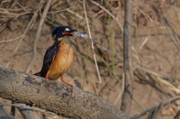 Azure Kingfisher