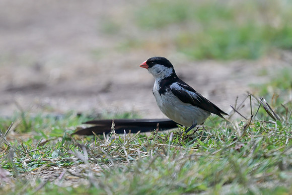 Pin-tailed Whydah