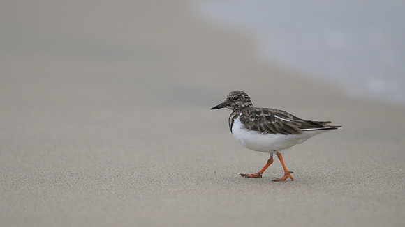Ruddy Turnstone