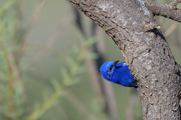 White-winged Fairywren