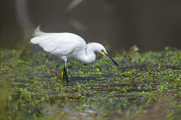 Snowy Egret