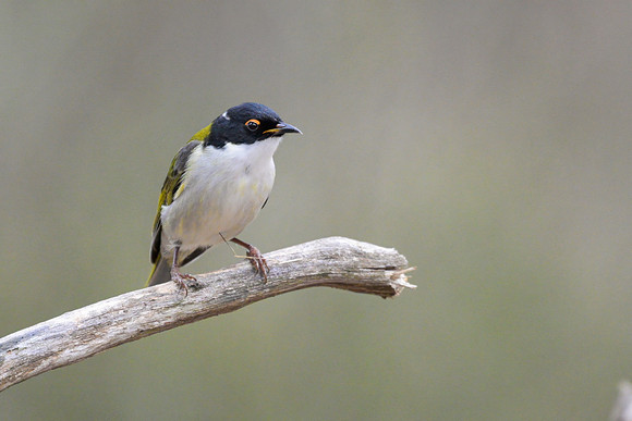 White-naped Honeyeater