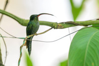 Green Hermit