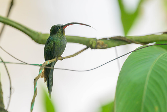 Green Hermit
