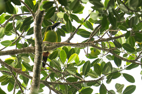 Southern Emerald-toucanet