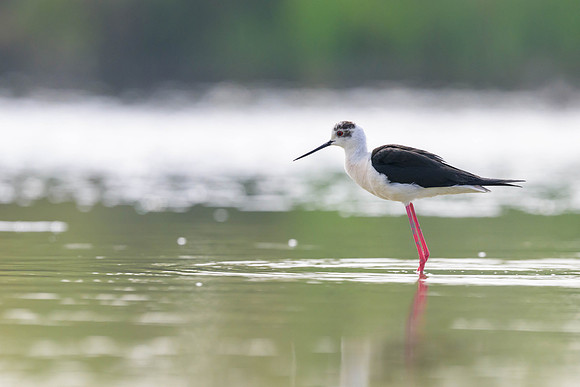 Black-winged Stilt