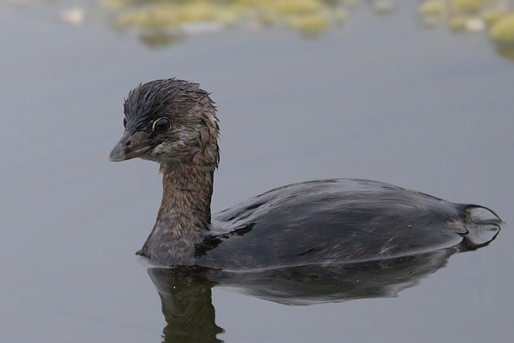 Pied-billed Grebe