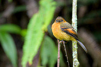 Cinnamon Flycatcher