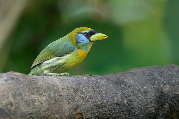 Red-headed Bartbet