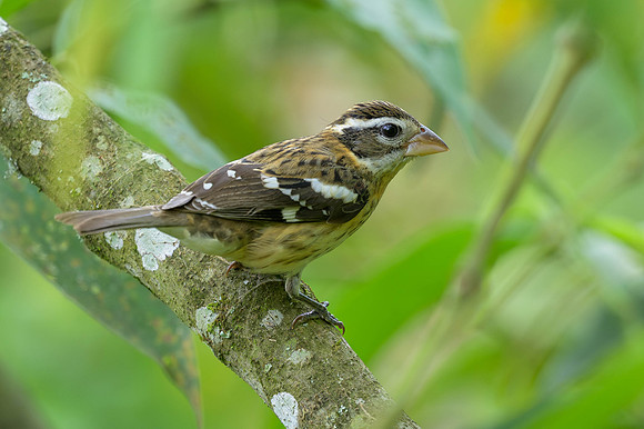 Rose-breasted Grosbeak