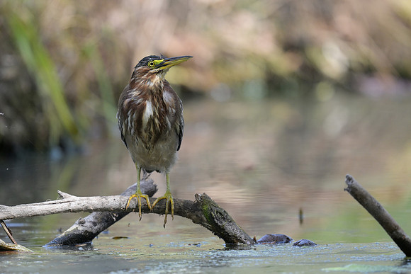 Green Heron