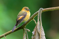 Cinnamon Flycatcher