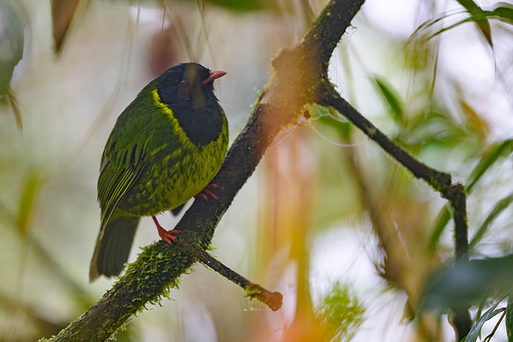 Green-and-Black Fruiteater