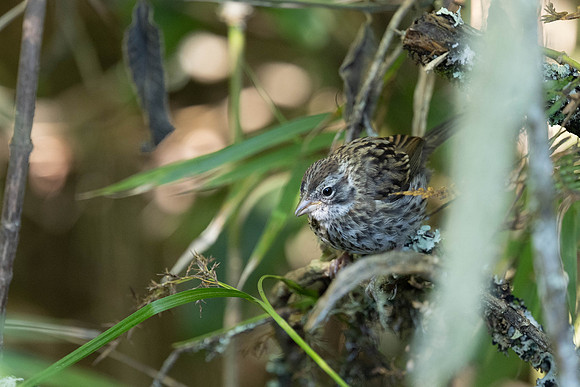 Plumbeous Sierra Finch
